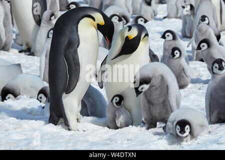 Pinguini imperatore (Aptenodytes forsteri), colonia di pinguini, animale coppia con pulcini su ghiaccio, Snow Hill Island, Mare di Weddell, Antartide Foto Stock