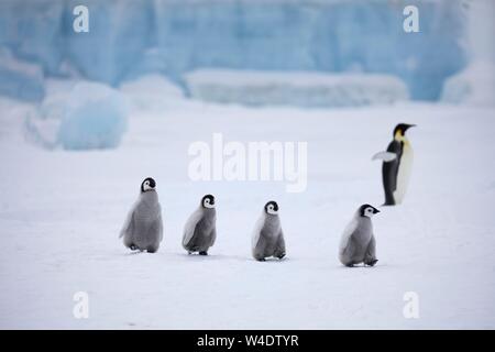 Pinguini imperatore (Aptenodytes forsteri), chick in goose marzo di fronte blu ghiaccio, un adulto in retro, Snow Hill Island, Mare di Weddell, Antartide Foto Stock