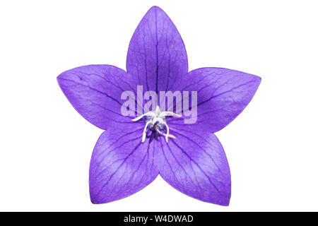 Platycodon grandiflorus fiore violaceo isolato su bianco. Foto Stock