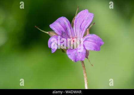 Ripresa macro di un piccolo fiore (cranesbill geranuim pusillum) Foto Stock