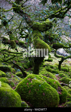 Wistman il legno in Occidente Dart Valley, Dartmoor Devon Foto Stock