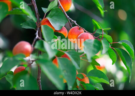 Mature albicocche organico. Albero di albicocche. Close up. Foto Stock