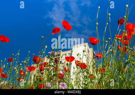 Papaveri in fiore contro il cielo blu e un alto edificio residenziale Foto Stock