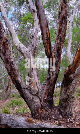 Il Koala seduta bassa su un tronco di albero sembra guardare wistfully skyward. Parco Nazionale di Flinders Chase, Sud Australia Foto Stock