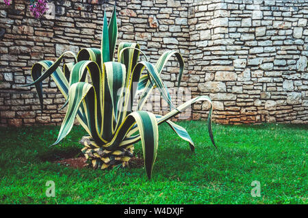 L'albero di Agave cresce sul prato accanto alla parete testurizzata di pietra. Copia spazio, sfondo Foto Stock