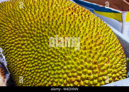 Durian, o durione o jackfruit. grandi verde esotiche e di frutta gialla con picchi, la maggior parte della frutta maleodoranti. puzzava di cibo. Foto Stock