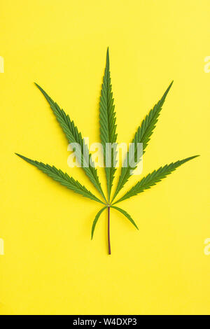 La marijuana Cannabis leaf su sfondo giallo. Foto Stock