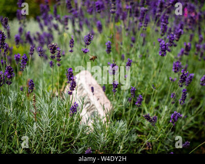 Un miele delle api vola tra i fiori di lavanda in un giardino di erbe aromatiche Foto Stock