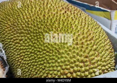 Durian, o durione o jackfruit. grandi verde esotiche e di frutta gialla con picchi, la maggior parte della frutta maleodoranti. puzzava di cibo. Foto Stock