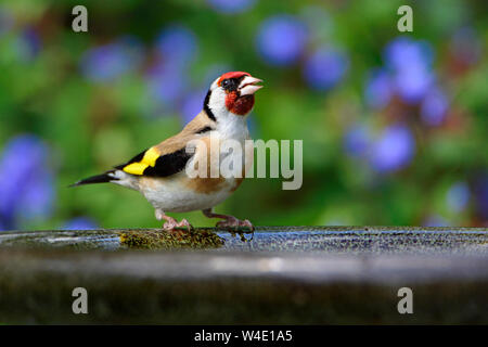 Cardellino europeo (Carduelis carduelis) su un giardino Bagno uccelli Kent, UK Luglio Foto Stock