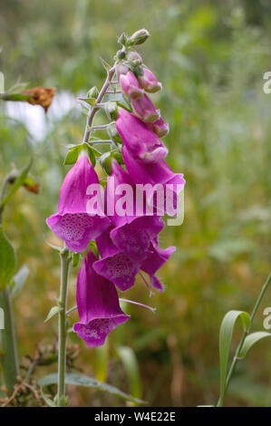 Foxglove viola in Inghilterra. Fiori Selvatici. Primo piano. Digitalis purpurea. Foto Stock
