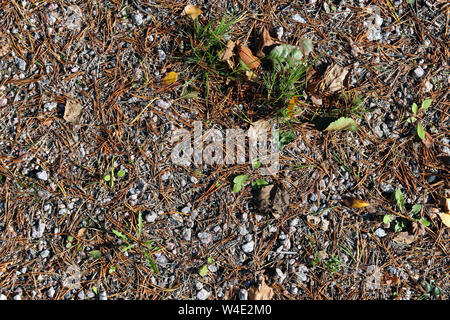 La massa di sabbia con abbondanza di aghi di pino, foglie e piccole rocce recante su di esso. Dettagli della natura nordica durante l'autunno / autunno. Sfondo incantevole. Foto Stock