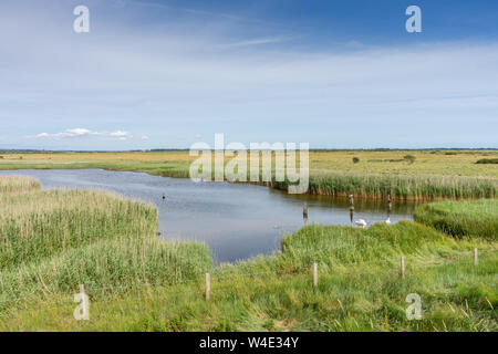 Vista attraverso paludi Farlington riserva naturale lungo il Solent modo a Langstone Harbour in Portsmouth durante l'estate 2019, Hampshire, Inghilterra, Regno Unito Foto Stock