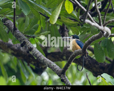 Collare Todiramphus Kingfisher chloris Ghizo Provincia Occidentale delle Isole Salomone nel Pacifico del Sud Foto Stock