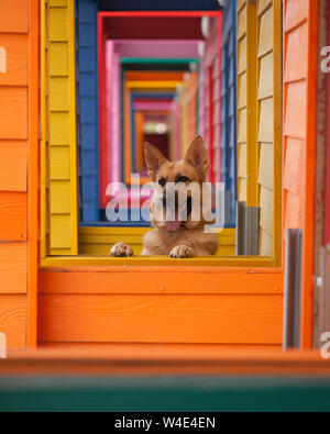 Un bel German Shepard cane si alza contro uno sfondo colorato Foto Stock