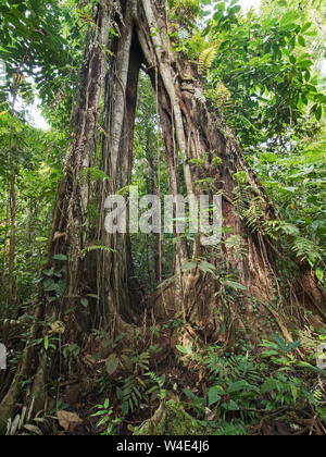 Strangler Fig crescendo emnergent grande albero nella foresta pluviale a Nara, Makira Island, Isole Salomone, Sud Pacifico Foto Stock