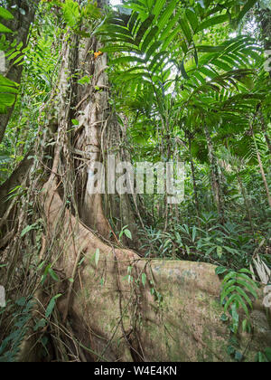 Strangler Fig crescendo emnergent grande albero nella foresta pluviale a Nara, Makira Island, Isole Salomone, Sud Pacifico Foto Stock