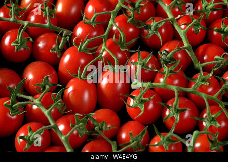 Gruppo di piccoli pomodori con steli verdi, vista da sopra Foto Stock