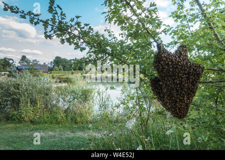 Unione di api mellifere, Apis mellifera formata in un cluster o sciame appeso a un albero basso ramo accanto a un lago in un rinomato campeggio nel Bedfordshire. Foto Stock