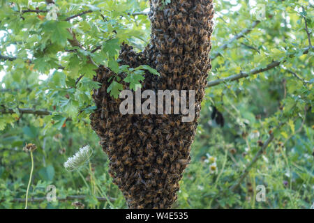 Unione di api mellifere, Apis mellifera formata in un cluster o sciame appeso a un albero basso ramo accanto a un lago in un rinomato campeggio nel Bedfordshire. Foto Stock