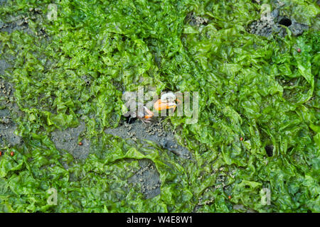 Un piccolo granchio emergente dalla bassa marea,visibile l'erba può essere visto Foto Stock