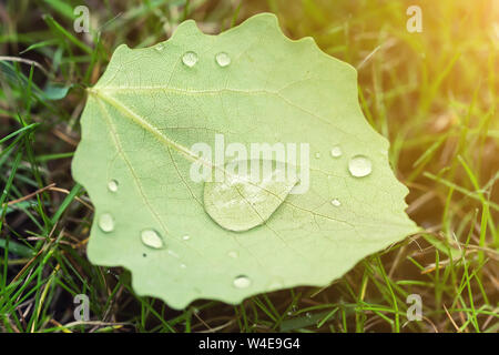 Primo piano caduto lasciare con grandi gocce d'acqua di rugiada o dopo la pioggia su prato verde. Primo Fallen foglie e primo autunno concetto Foto Stock