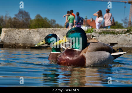 Una coppia di anatre nuotare nel lago, gruppo di persone a piedi dietro di loro. Foto Stock