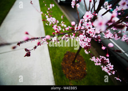 Vista dalla parte superiore, giovane Sakura tree blooming, Portland Oregon, Stati Uniti d'America Foto Stock