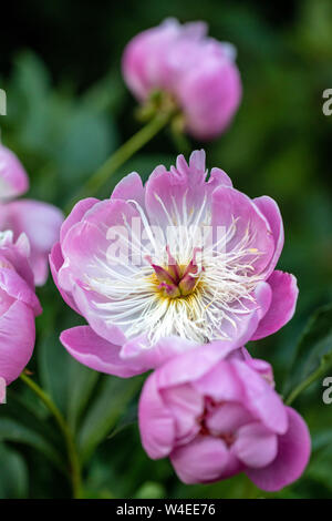 Peonia o Paeony Flower - Butchart Gardens - Brentwood Bay, vicino a Victoria, Isola di Vancouver, British Columbia, Canada Foto Stock