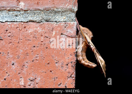 Accecato Sphinx Moth (Paonias excaecatus) - Golden, Colorado, STATI UNITI D'AMERICA Foto Stock