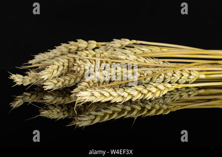 Sacco di tutta la golden grano di pane orecchio covone isolato sul vetro nero Foto Stock