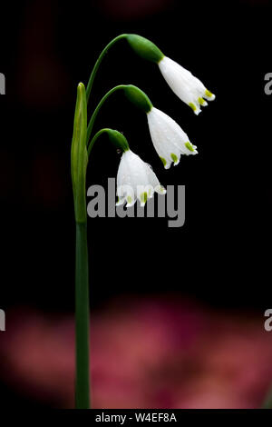 In estate il simbolo del fiocco di neve (Leucojum aestivum) - Victoria, Isola di Vancouver, British Columbia, Canada Foto Stock