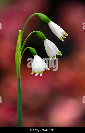 In estate il simbolo del fiocco di neve (Leucojum aestivum) - Victoria, Isola di Vancouver, British Columbia, Canada Foto Stock