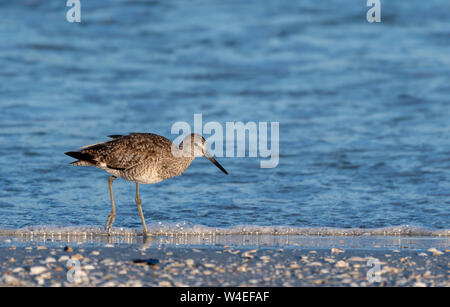 Shore Bird (Willet) passeggiate lungo la spiaggia in Florida Foto Stock