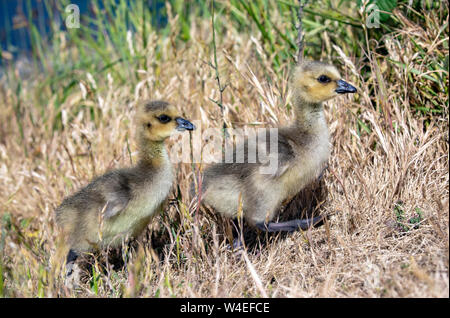 Canada Goose goslings (Branta canadensis) - West Bay passerella - Victoria, Isola di Vancouver, British Columbia, Canada Foto Stock