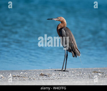 Garzetta rossastra nel suo habitat naturale su una spiaggia in Florida Foto Stock