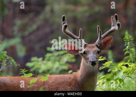 Un avviso trofeo culbianco deer buck in piedi in Montagne Adirondack, foresta deserto con corna ancora in velluto. Foto Stock