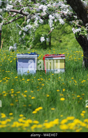 Colorato alveari in Apple frutteto pieno di tarassaco Foto Stock