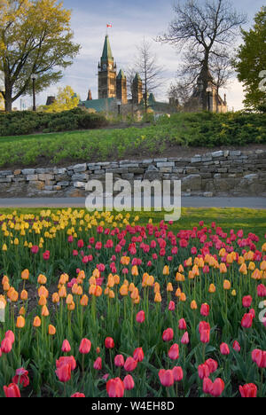 Tulipani a molla ad Ottawa in Ontario in Canada con il Parlamento la pace torre in background Foto Stock