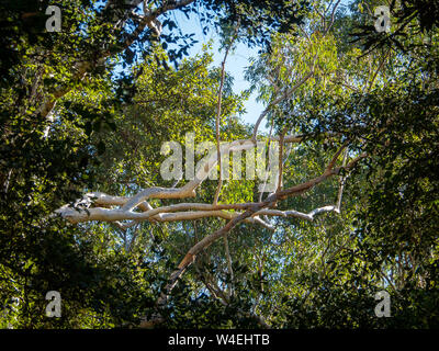 Gli alberi di eucalipto si diramano alti, con baldacchino di rami e foglie che raggiungono in alto nel cielo azzurro, Bush australiano Foto Stock