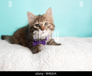 Carino Fluffy giovani Tabby Kitten Rescue Cat indossando viola e bianco punteggiato Poka Bow Tie sdraiato guardando a destra Foto Stock