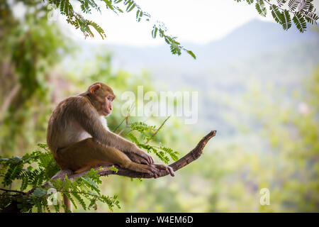 Scimmia maschile seduto su un ramo di tamarin e sfondo di montagna. Foto Stock