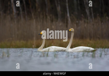 Maschio e femmina cigni whooper galleggiante insieme sulle acque di superficie del lago in primavera Foto Stock