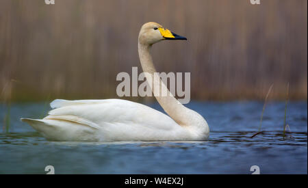 Luminosa e soleggiata e immagine di adulto whooper swan nuoto sul colore blu superficie di acqua Foto Stock