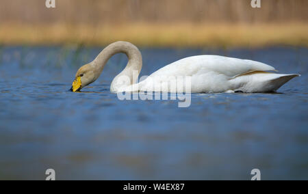 Whooper swan feed con collo curvo e becco immerso in un blu brillante color acqua del lago in primavera Foto Stock
