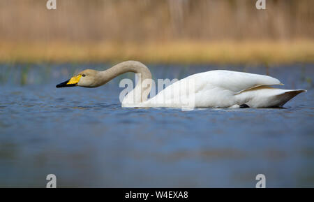 Whooper swan acqua filtri in serch degli alimenti con la curva del collo e delle gocce che cadono dal becco in blu luminoso color acqua del lago in primavera Foto Stock