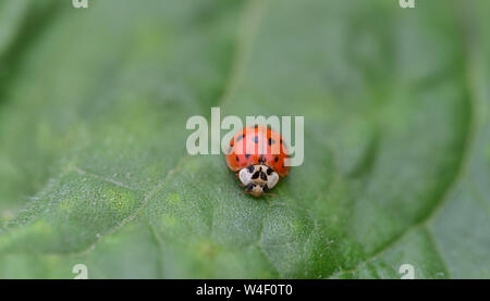 Close-up di un po' di coccinelle dalla parte anteriore su una foglia verde Foto Stock