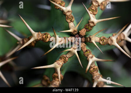 Primo piano di un verde cactus con lunghe pungenti picchi pericolosi Foto Stock