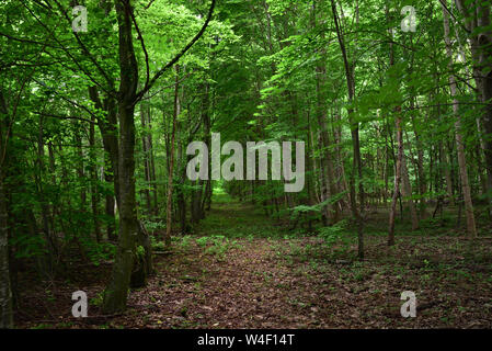 Un percorso nascosto conduce attraverso la foresta con gli alberi su entrambi i lati Foto Stock