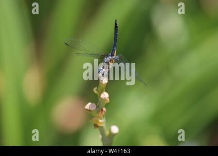 Libellula blu appollaiato su un ramo.ala Foto Stock